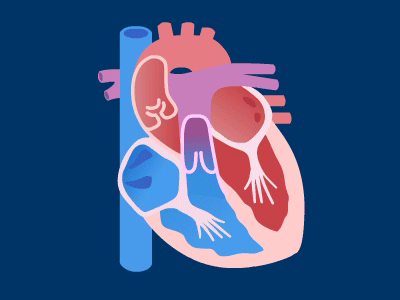 Heart Analysis